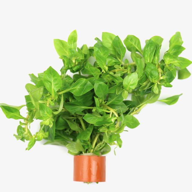 Planten in bundel met Bio-ring
